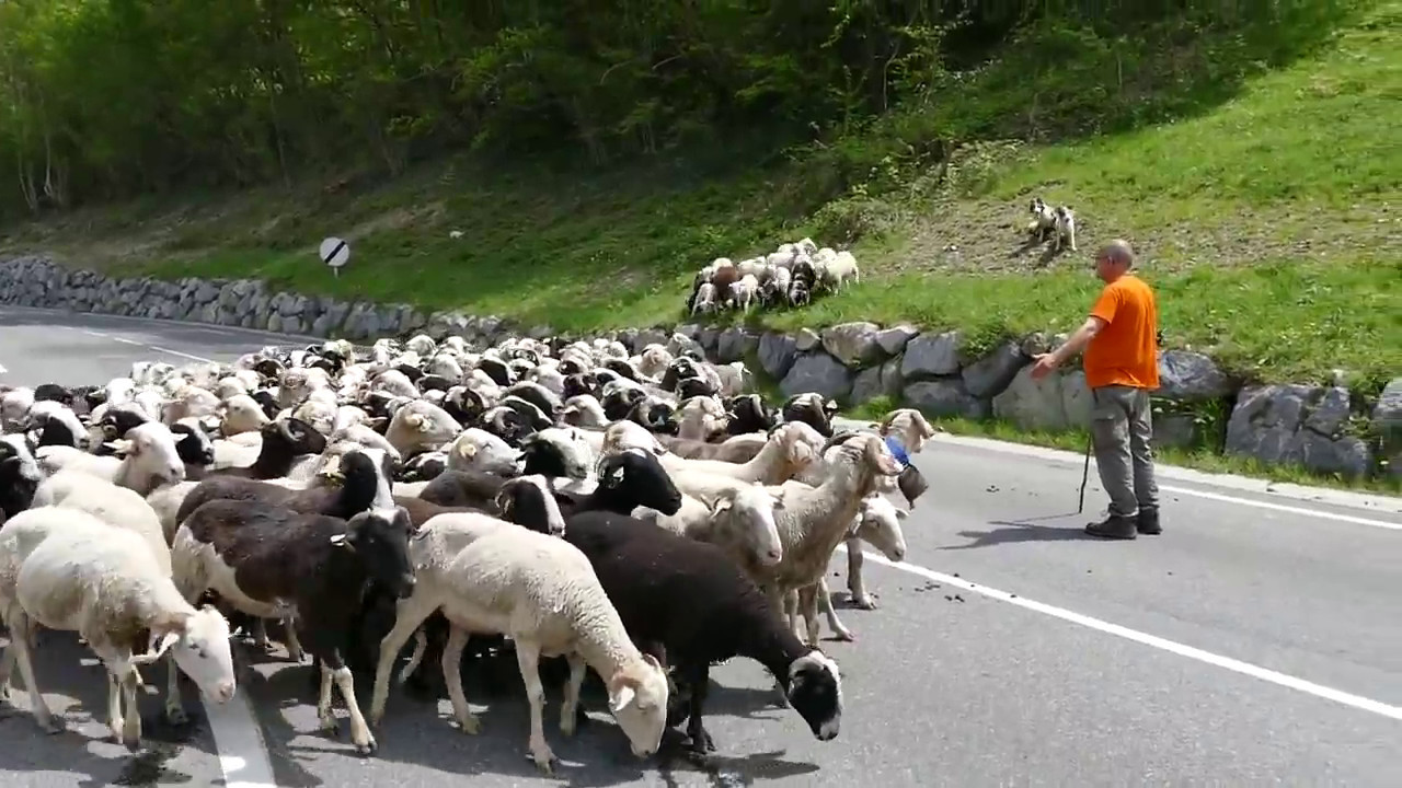 EPISODE 1/2 - TRANSHUMANCE DE PRINTEMPS DE VIELLA A TRANSARIOUS