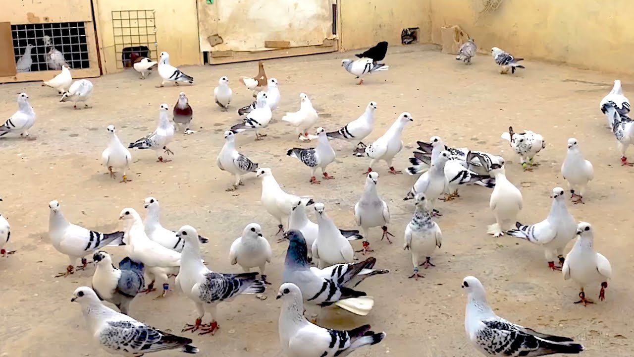 صبابة ورواق عند ابو الفوز وكلام مهم ؟