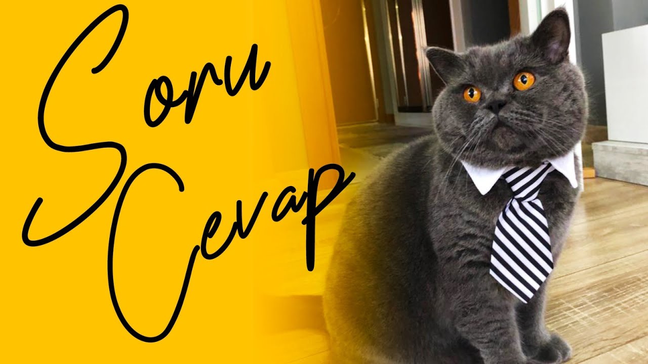 British Shorthair mı Scottish Fold mu? Şakirle Soru Cevap | Kedim Konuşuyor | Kedi Vlog | Cat Videos