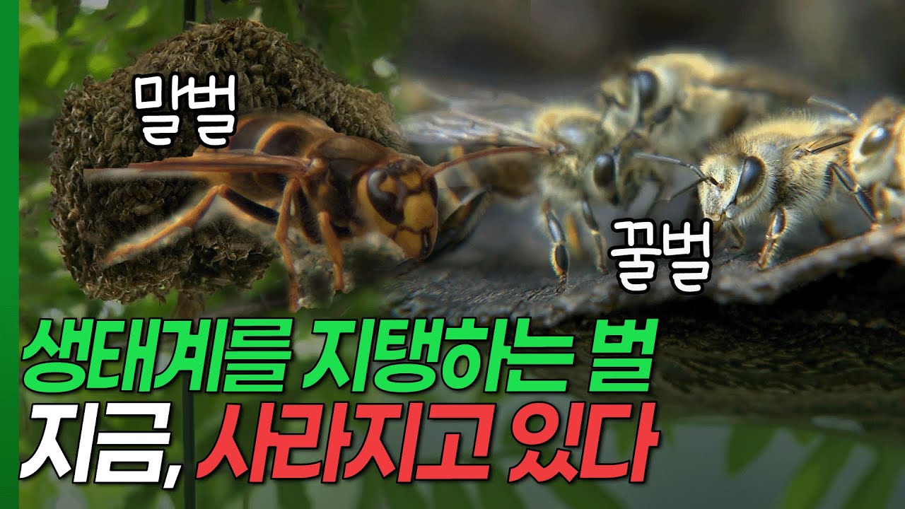 벌들의 마지막 경고! 생태계를 지탱하는 벌, 지금 사라지고 있다 [환경스페셜-하늘이 벌 주셨네] / KBS 20090923 방송