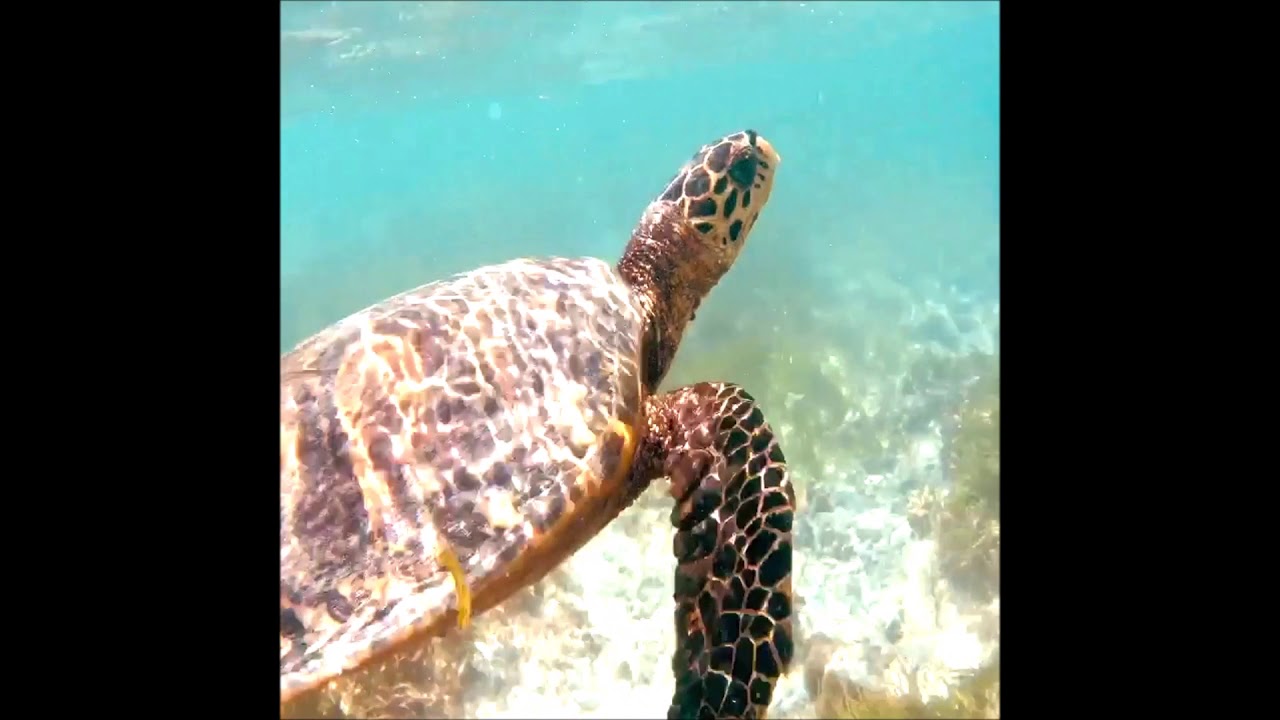 4K kuredu island resort Anflug und Abflug mit dem Wasserflugzeug