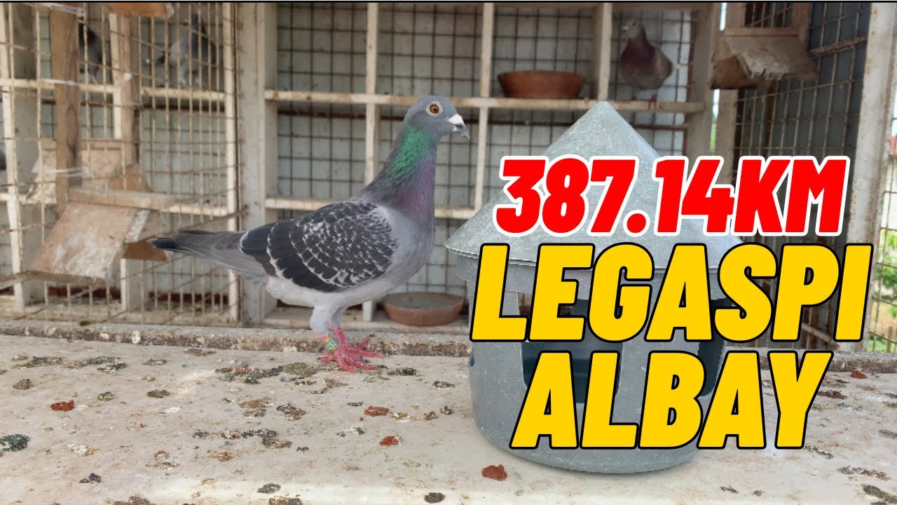 LEGASPI ALBAY BBC NUEVA ECIJA GRPC 