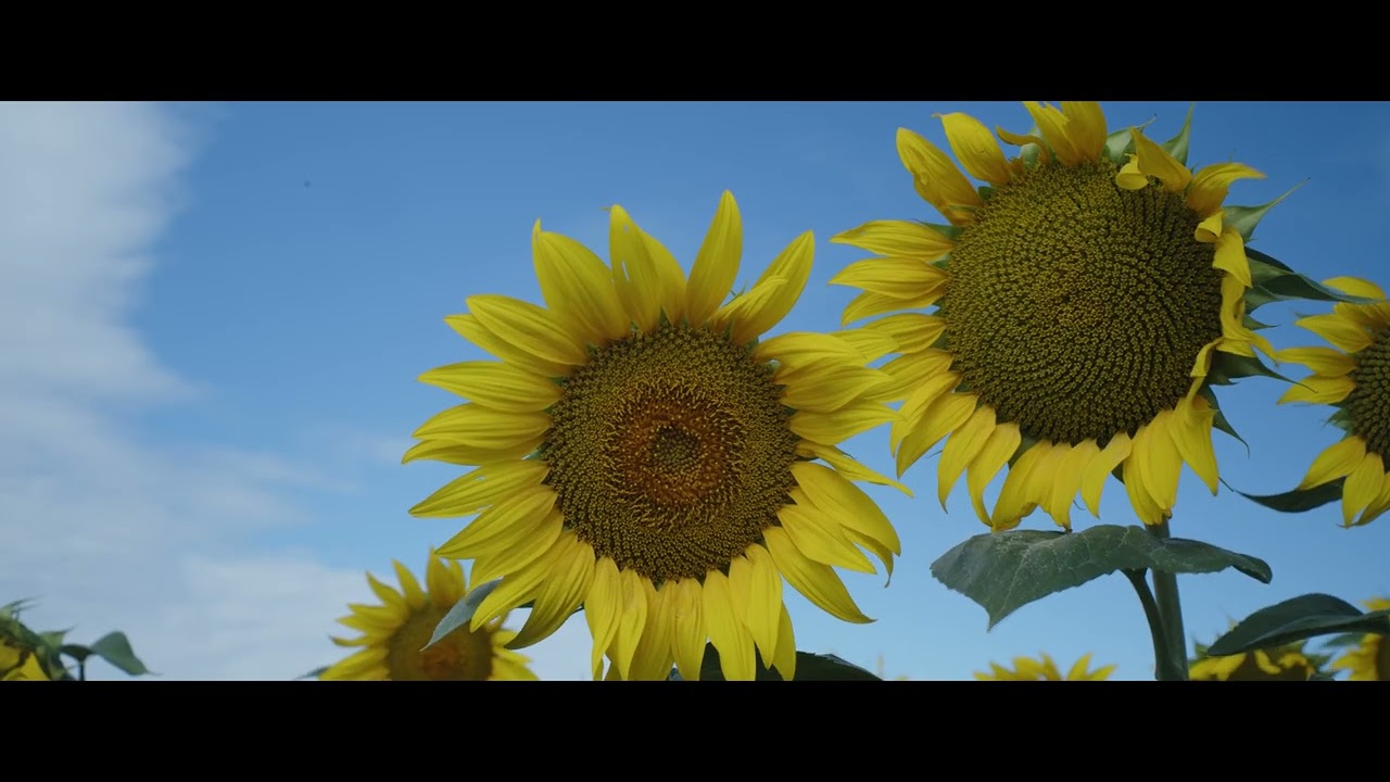 A SZABBERFILM  Production 13.