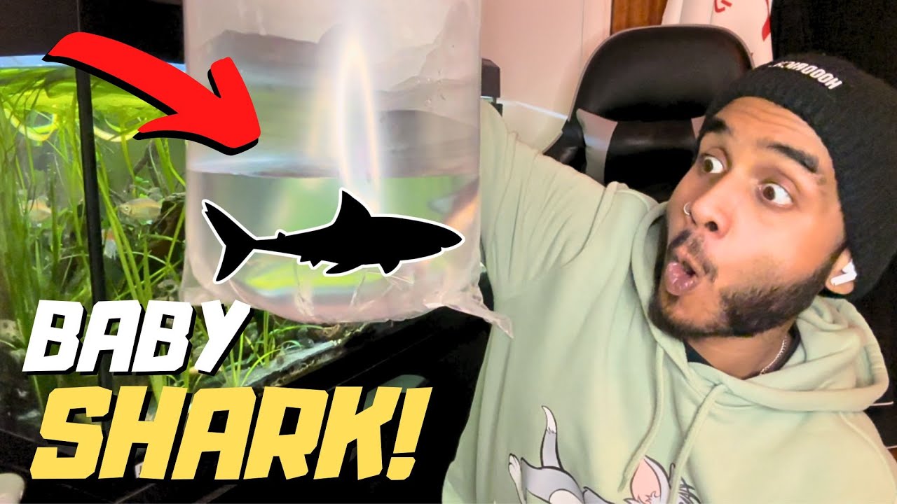 I BOUGHT A SHARK ! | Hemiarius Stormii Catfish