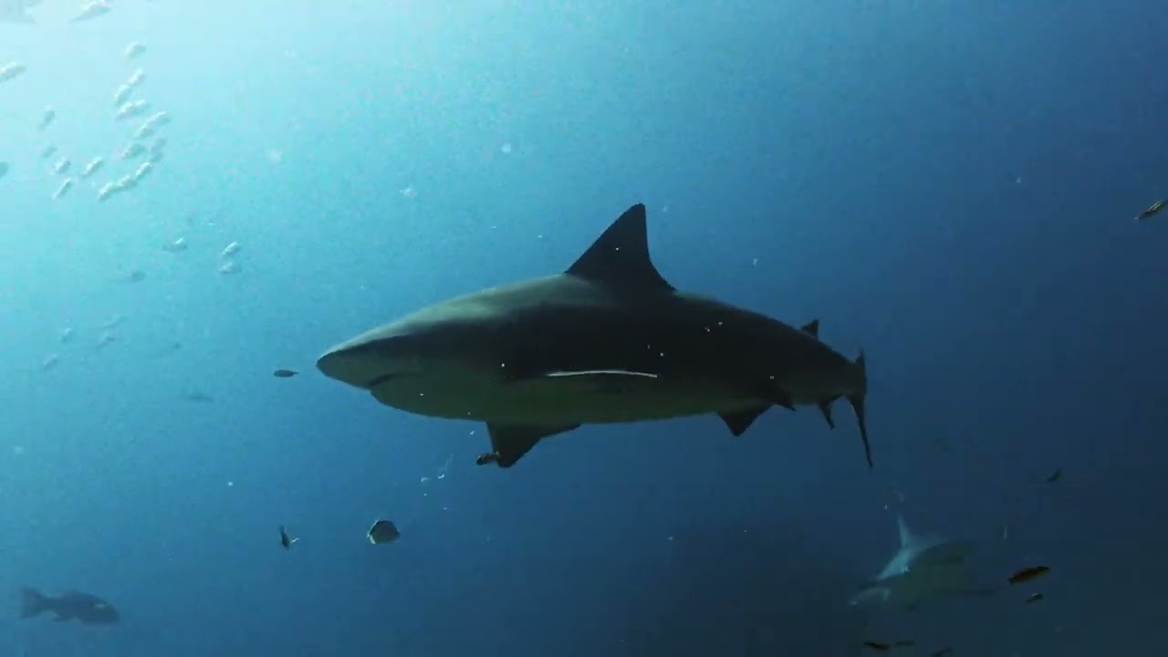 El Vencedor, Cabo Pulmo, Baja California, Mejico.