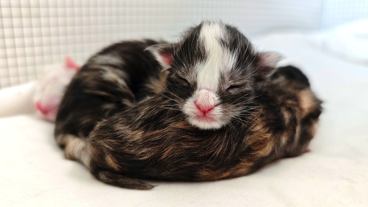 Ada's Newborn Kittens!