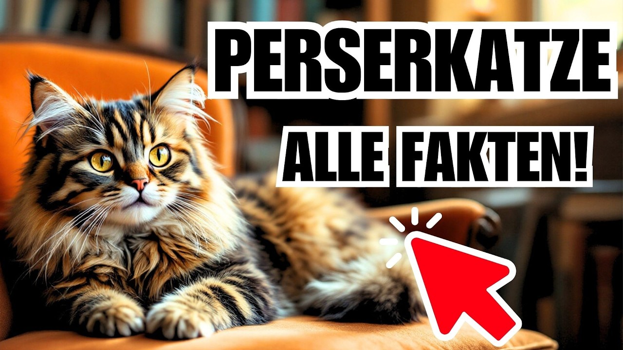 Perserkatze 🐈 Die wichtigsten Fakten - Katzenrasse Portrait