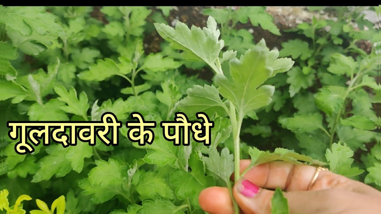 गूलदावरी  कटिंग से उगाये(Grow Chrysanthemum) #chrysanthemums #gardentour  #garden #crazyshades