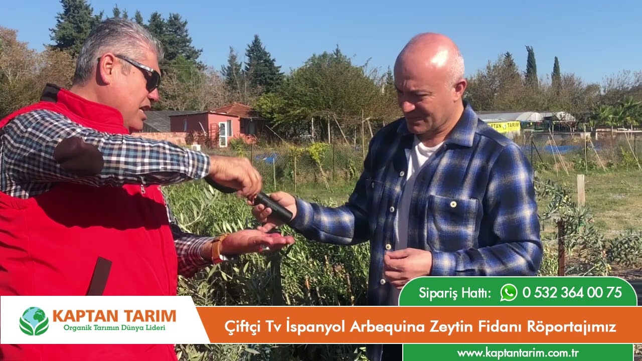 &Ccedil;ift&ccedil;i Tv İspanyol Arbequina Zeytin Fidanı R&ouml;portajımız
