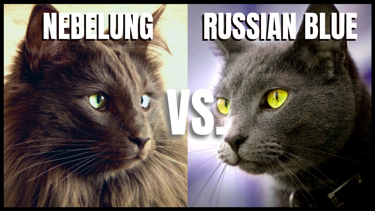 Nebelung Cat VS. Russian Blue Cat