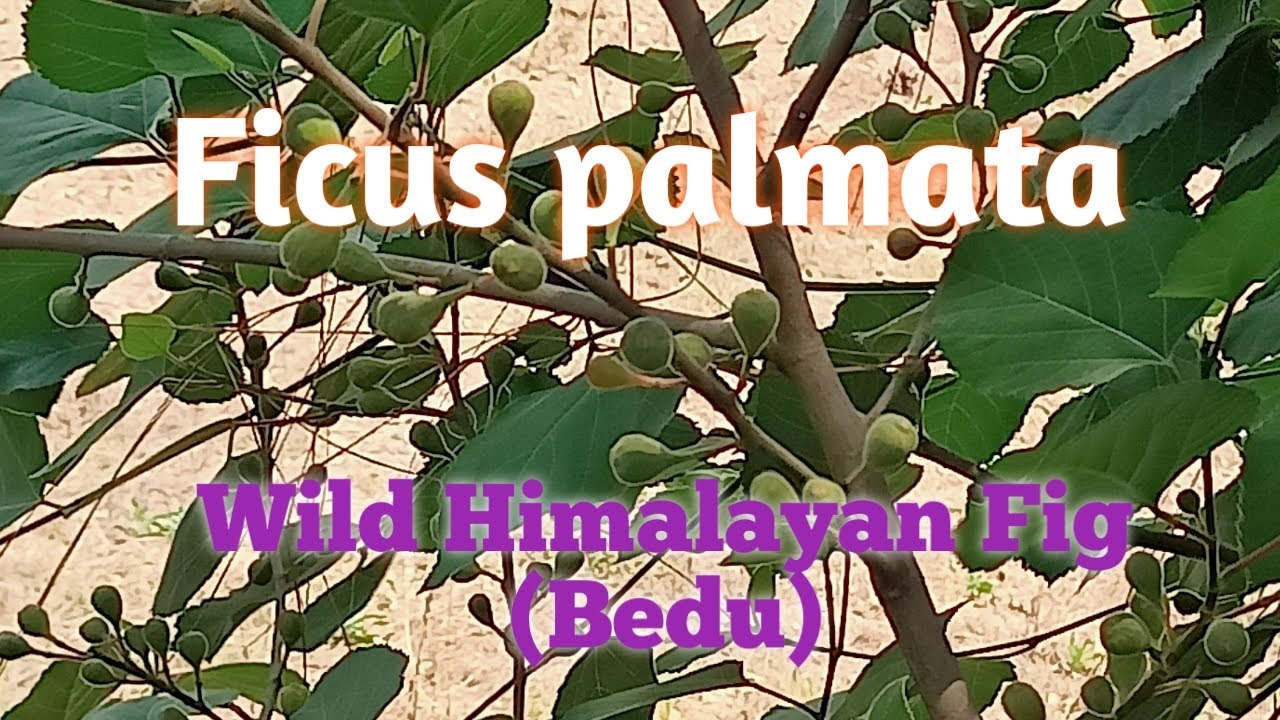 #Bedu,#Ficuspalmata,#Indianfig,#wildfig