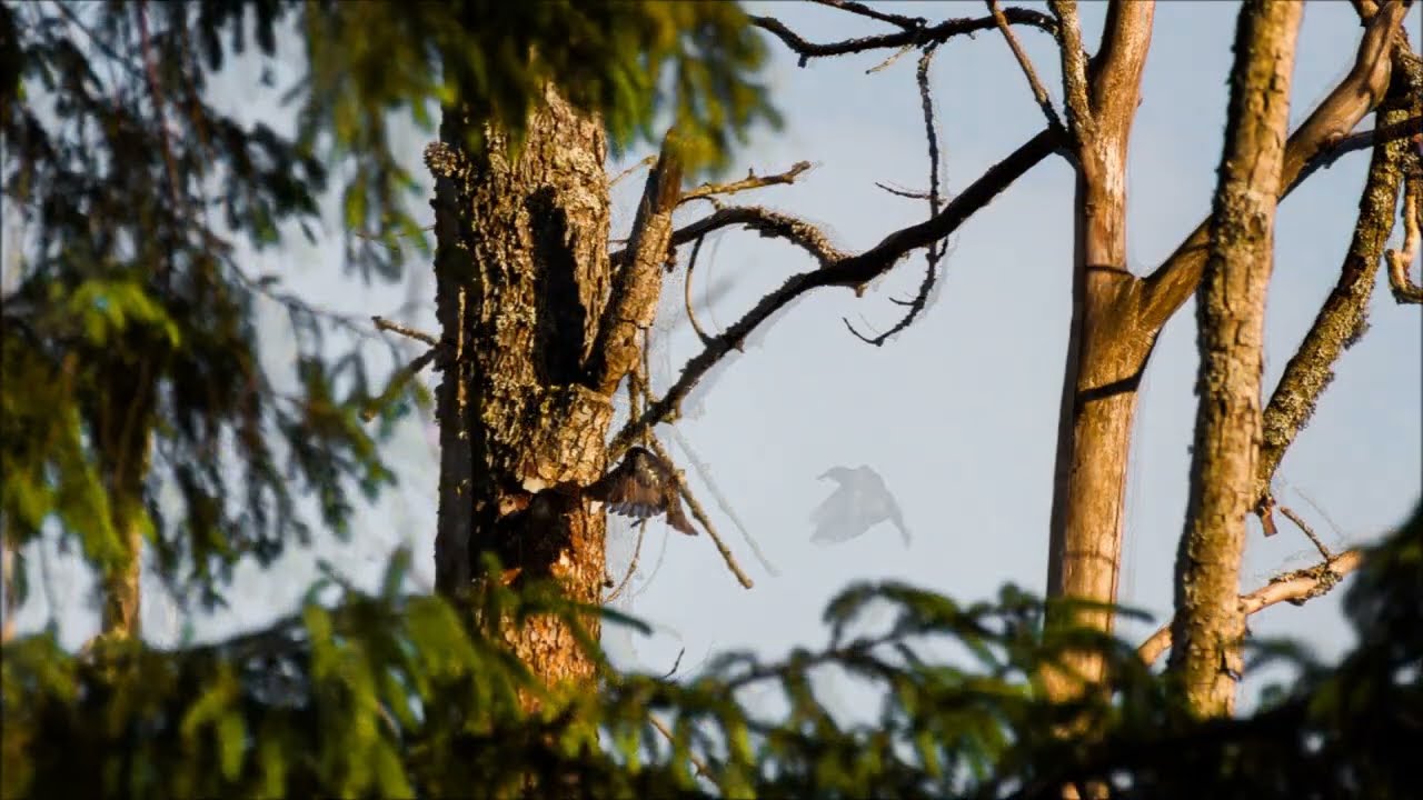 Szpak / Starling