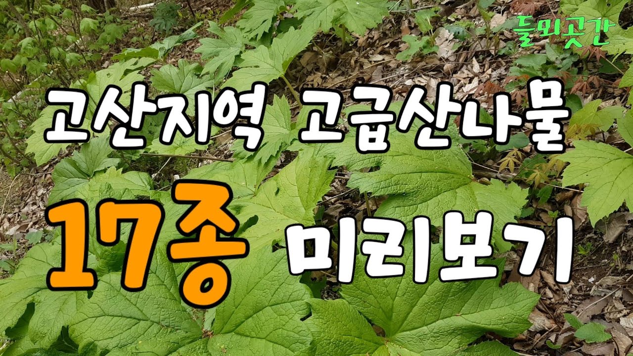 고산지역 고급산나물17종류 미리보기#병풍쌈.곰취.참나물.참당귀.산마늘.왜우산풀(누리대).삼지구엽초.서덜취등