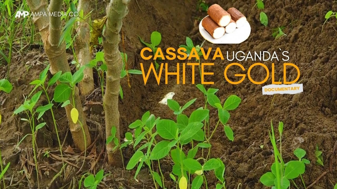 CASSAVA   UGANDA`S WHITE GOLD