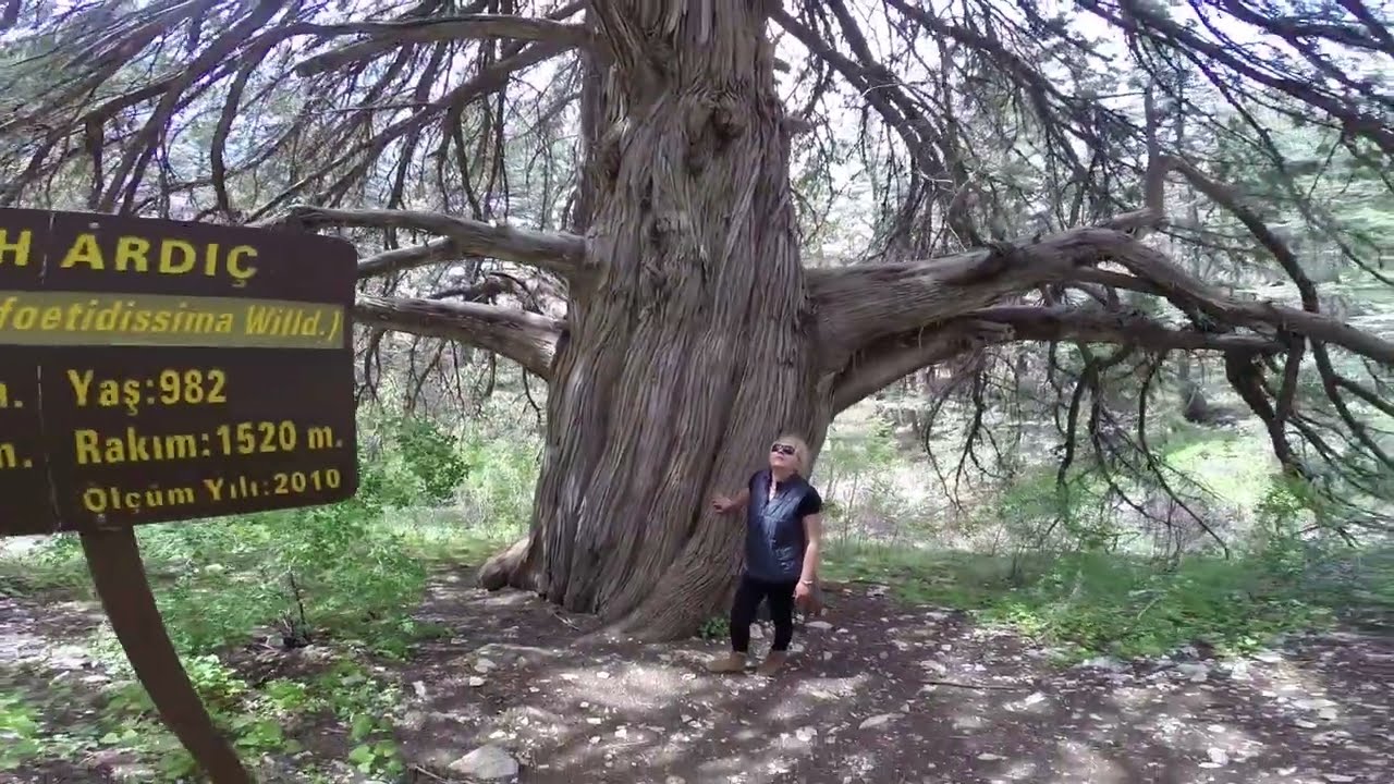 This Juniper Tree is Over 1008 Years Old -Old Wonder in Anatolia