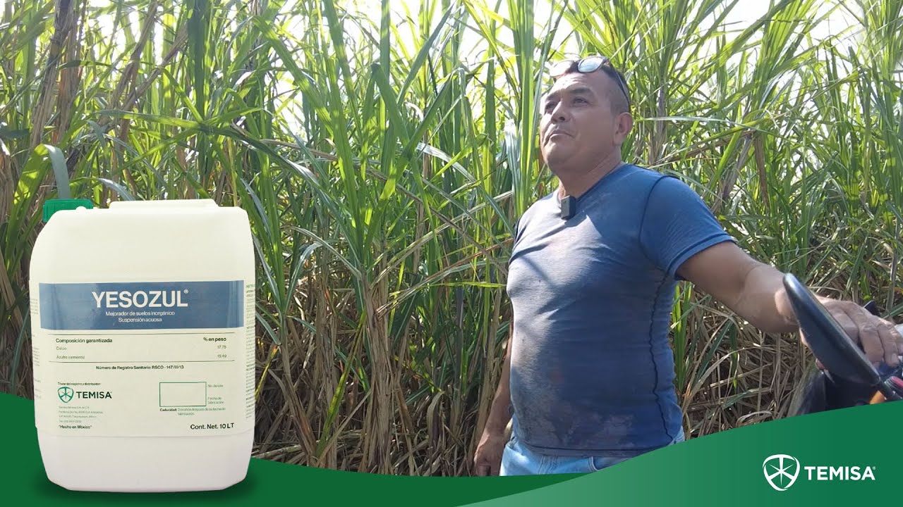 ✅TESTIMONIAL DEL USO DE YESOZUL® EN EL CULTIVO DE CAÑA | VERACRUZ 🎋