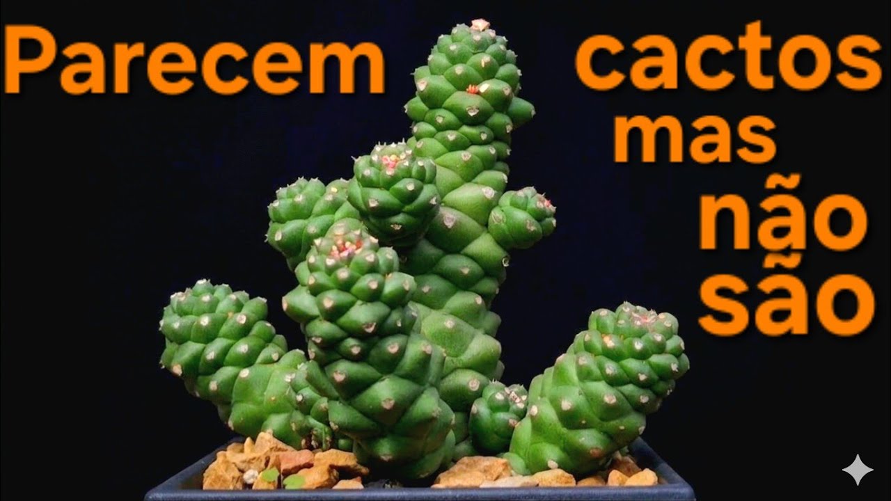 Parecem cactos mas não são!