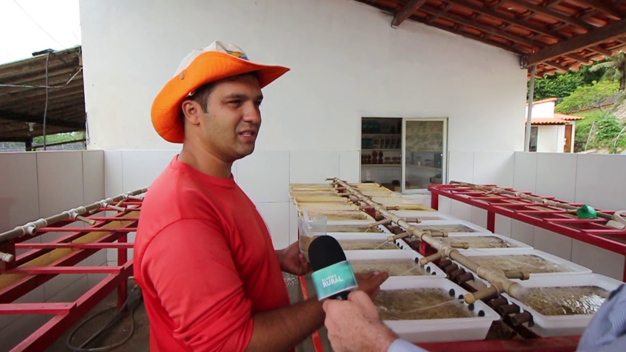 Alagoas tem um dos maiores centros de produção de alevinos de tilápias do nordeste