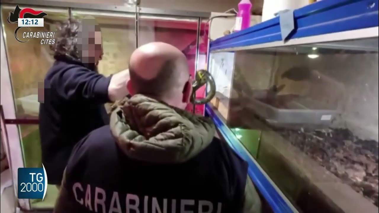 Bari, scoperto rettilario illegale con caimano, anaconda e boa pericolosi