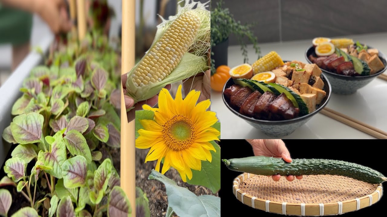 小菜园 葵花开 带刺黄瓜 小种甜玉米 苋菜鸡毛菜 阿婆控肉饭简餐 （附菜谱）【Garden Time 田园生活享】2025 8