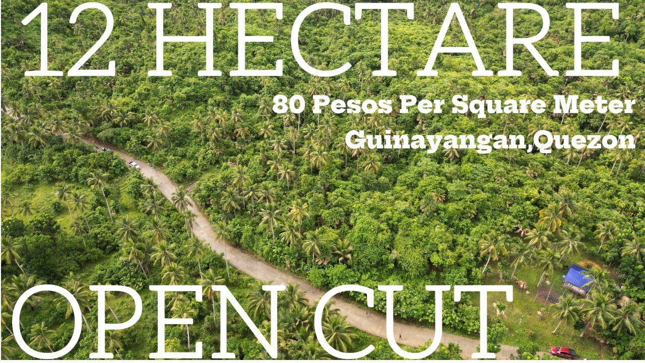 VLOG #143 | 12.8 HECTARES | OPEN CUT | 80 PER SQUARE METER | DIRECT TO OWNER | ALONG BARANGAY ROAD|