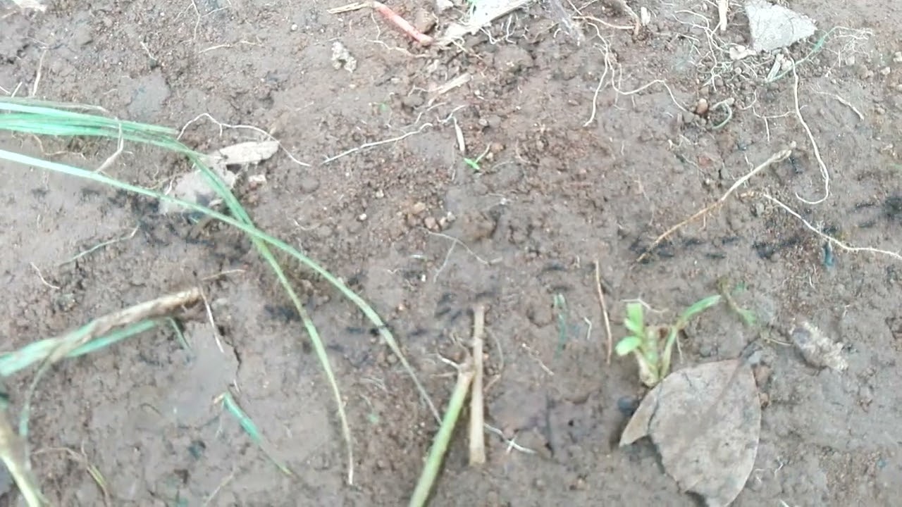 Pasukan semut pembunuh!! #video #nature #animal #animals #animalshorts 