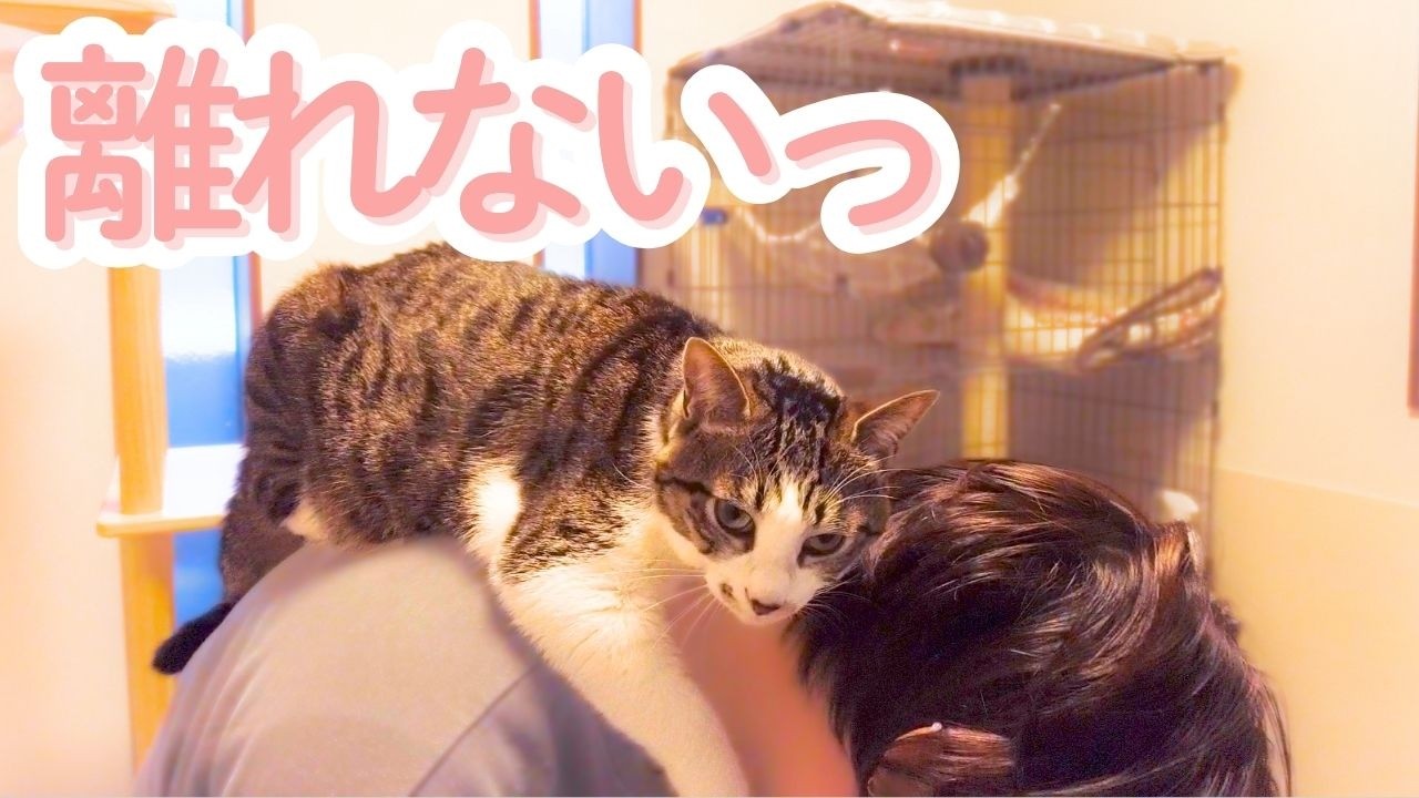 留守番のあと背中に張り付く猫の甘えっぷりがヤバい😹