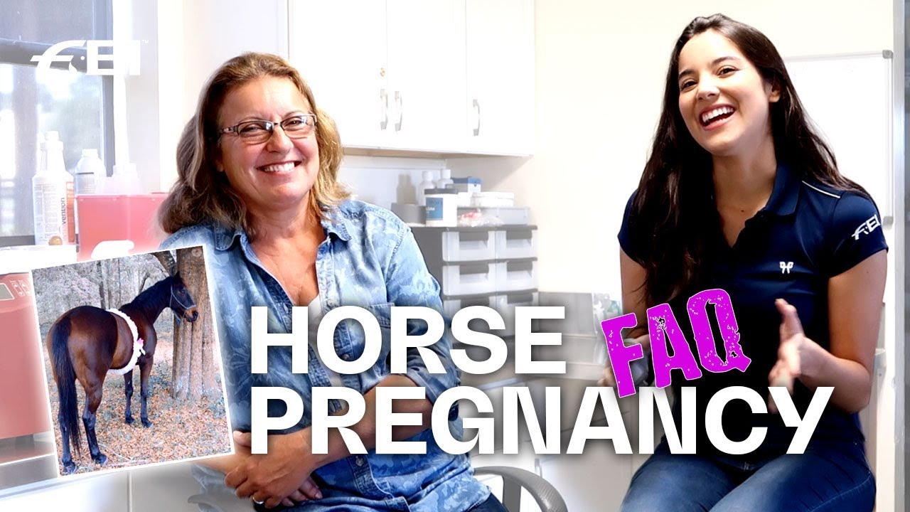 Can you ride a pregnant horse? | 30 questions to a vet | Cindy Valentina Vlog