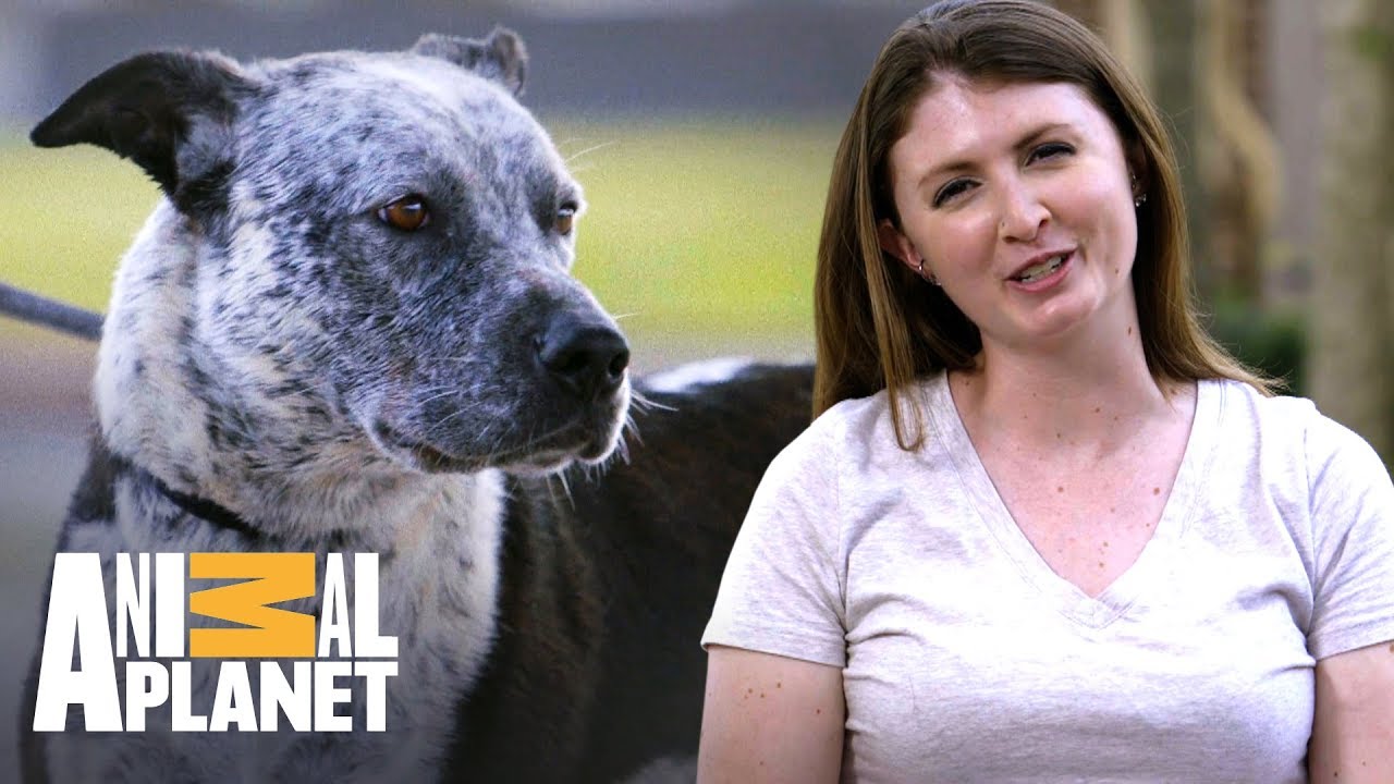 Pit bull aprende a usar porta para cachorros | Pit bulls e condenados | Animal Planet Brasil