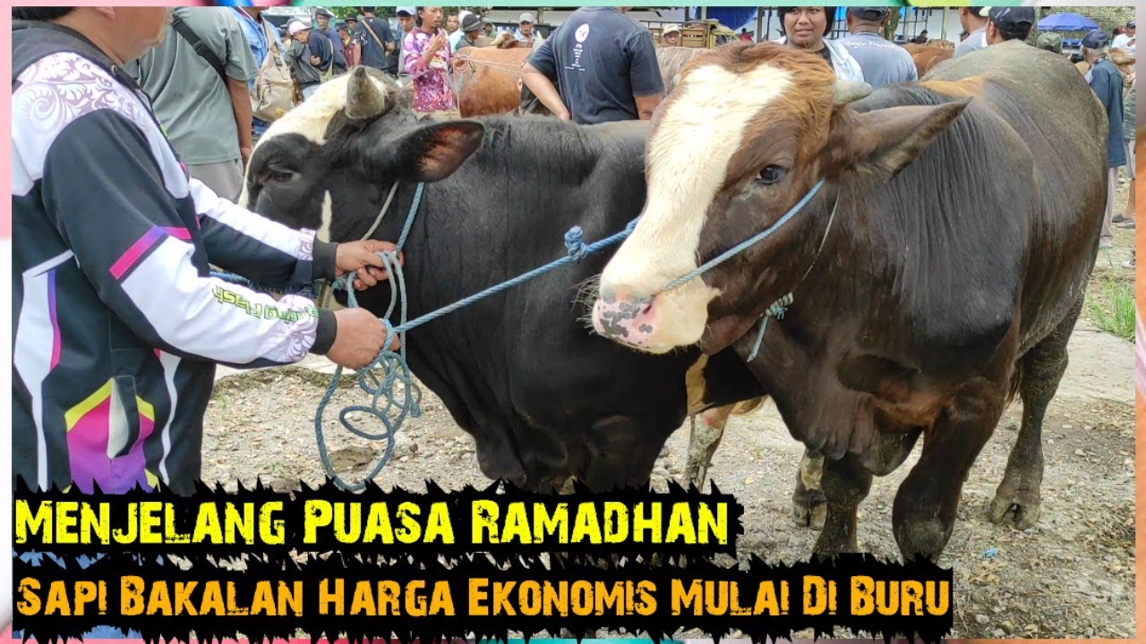 Sapi Bakalan Harga Ekonomis Mulai Di Buru Untuk Persiapan Kurban. Pasar Glenmore Banyuwangi Jatim