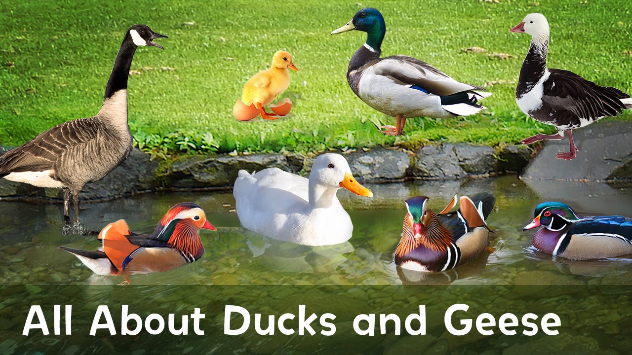 Quack! Honk! Learn all about Ducks and Geese in this educational video.