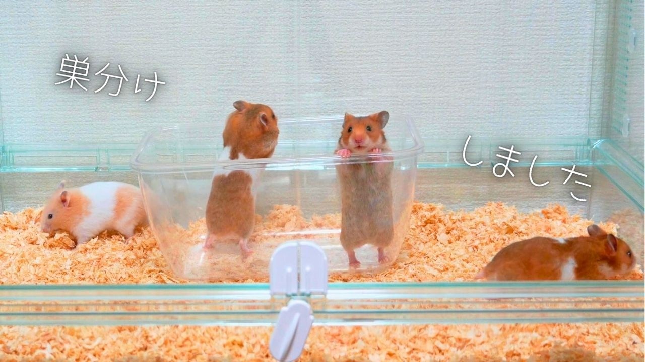 予想外で緊急巣分け！？これが最後のみんなの時間ｗｗｗ