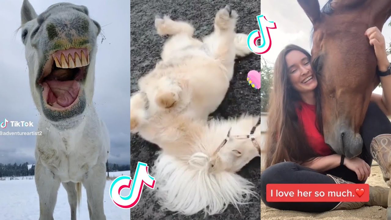 The Best HORSE TikTok Compilation #163