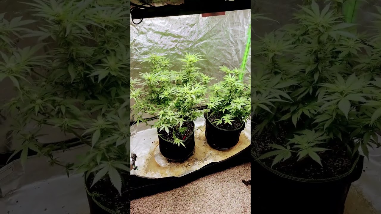 Spider farmer, Canuck seeds, Vivosun, lotus nutrients