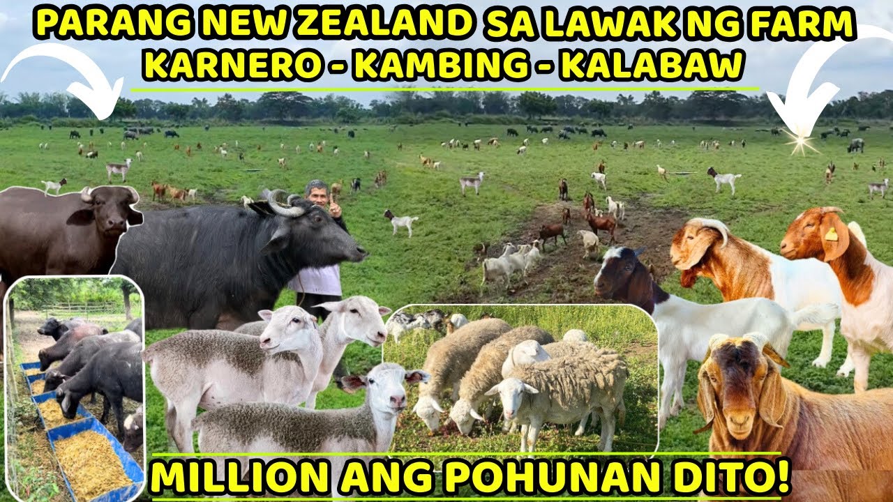 PARANG NEW ZEALAND FARM SA LAWAK NG FARM KARNERO - KAMBING - KALABAW MILLION ANG POHUNAN DITO!