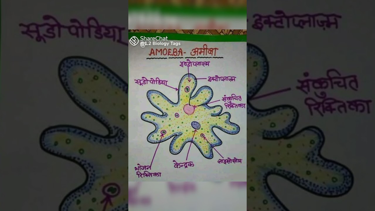# Structure of Amiba! 