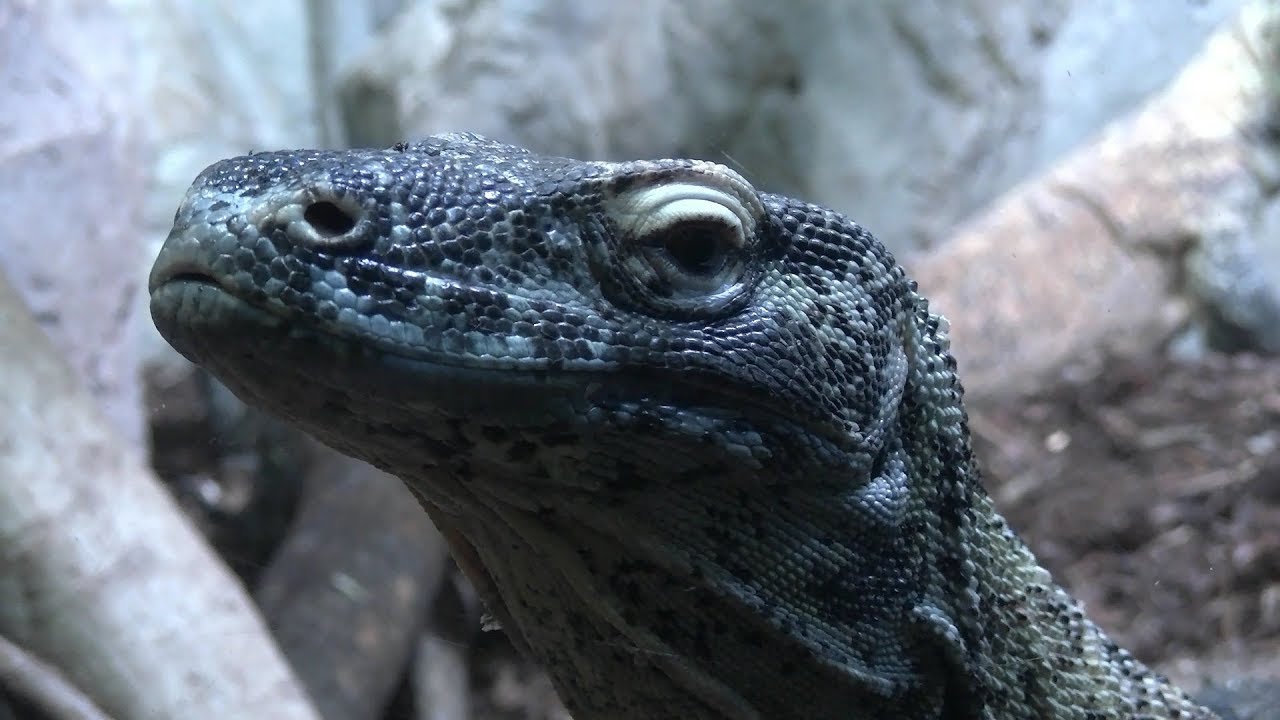Haus des Meeres Vienna Zoo snake gilla-monster crocodile 4K UHD video