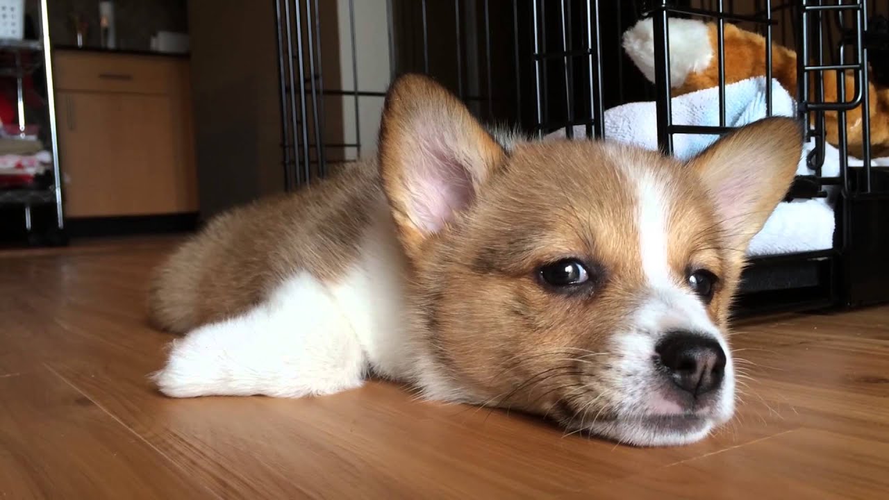 Corgi Puppy Cuteness: Kuma's First Week Home