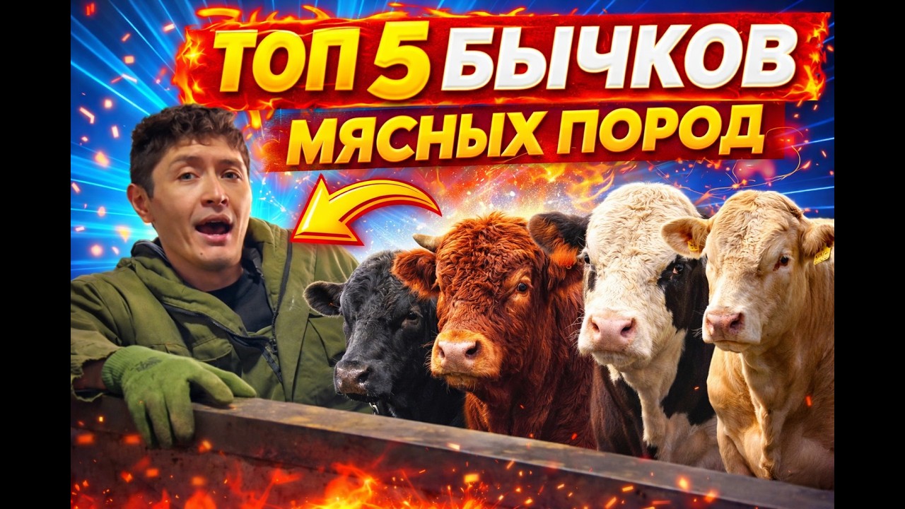 Топ 5 не превередлевых бычков на ферме