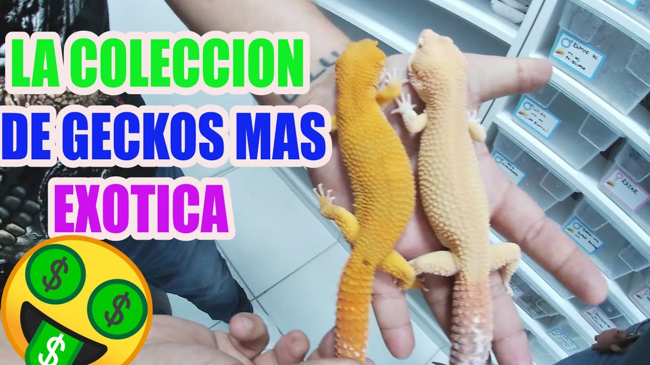El increíble criadero de geckos de Charli  Mario Blogs)