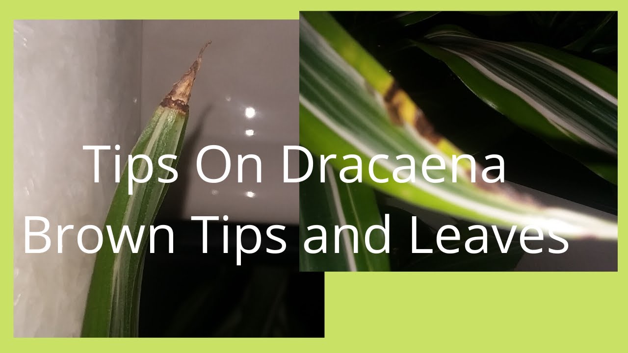 Dracaena Plant Brown Tips | Cause of Dracaena Brown Leaves | Pt 1 of Epi 2