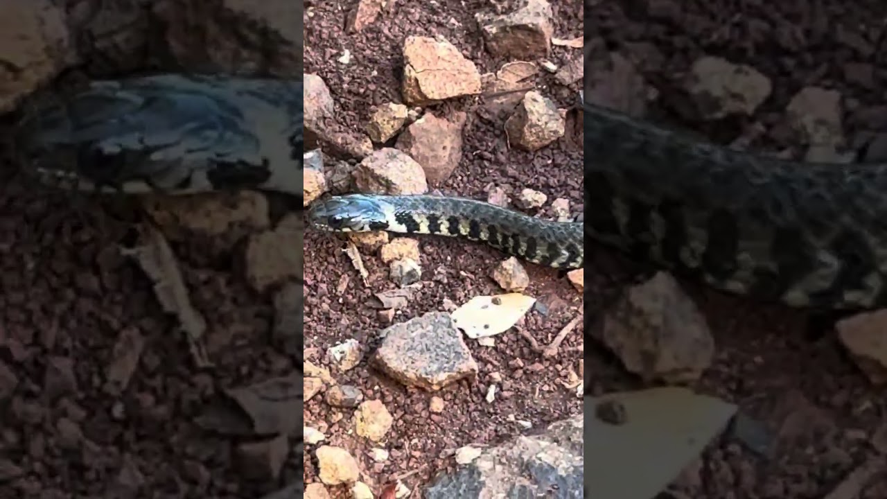 Sinal de perigo na roça: galinhas avisam sobre jararaca#sitio 