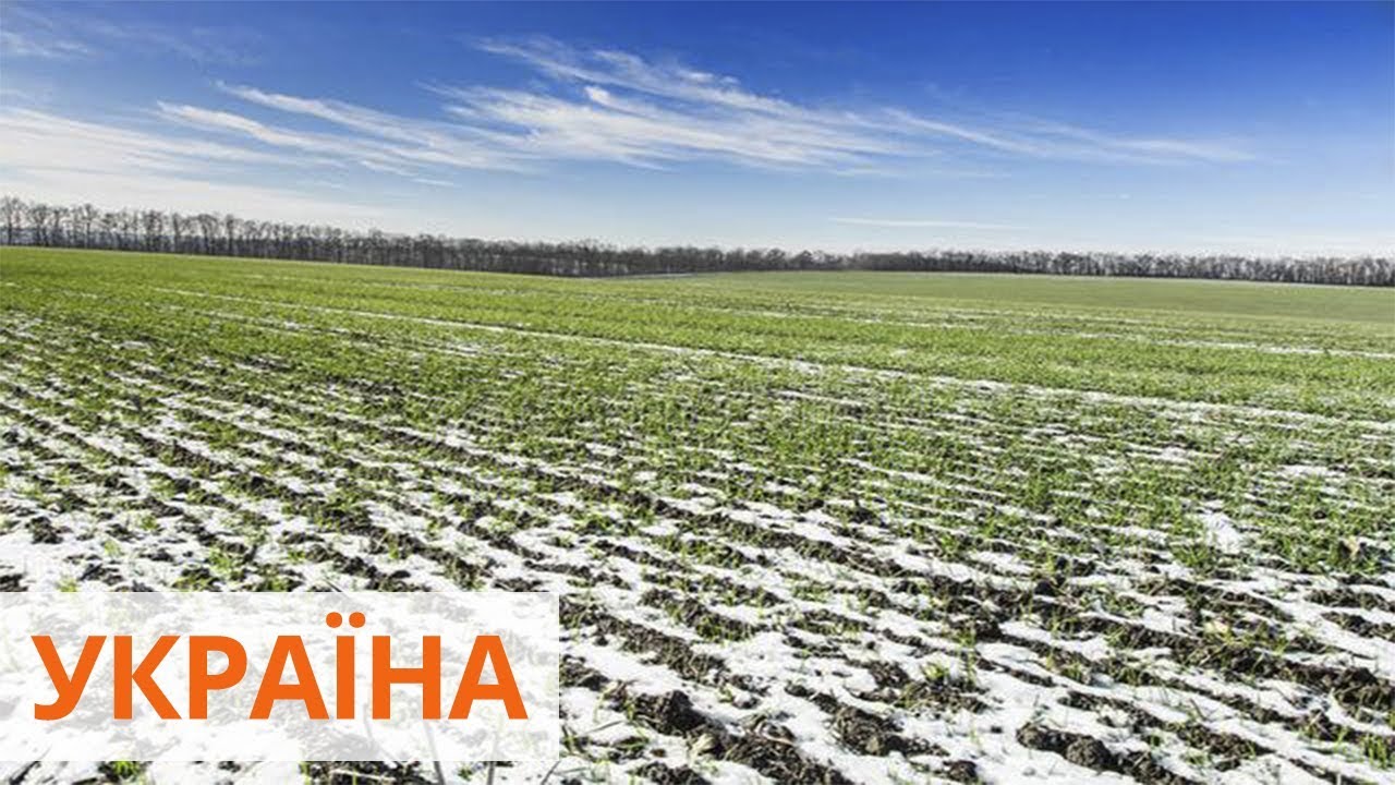 Озимые и яровые культуры под угрозой: как теплая зима повлияет на урожай