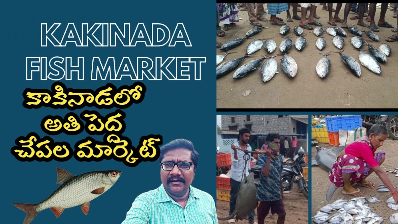 Big Fish Market In Kakinada !! Kumbabishekam Fish Market !! Nenu Mee Nani