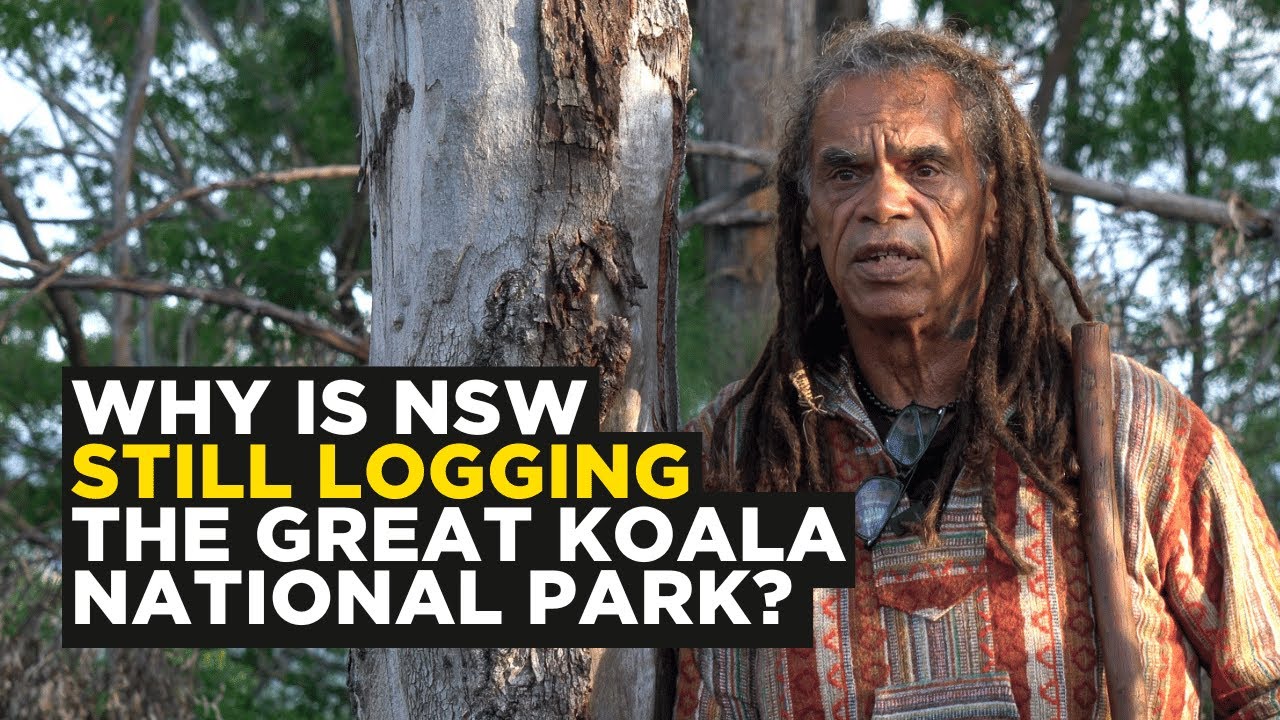 Why is NSW Still Logging the Great Koala National Park? | Video Report
