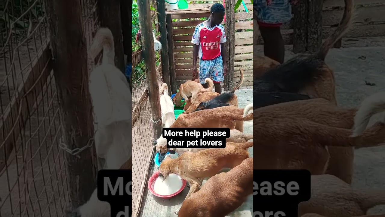 We need more prayers and support dear pet lovers.