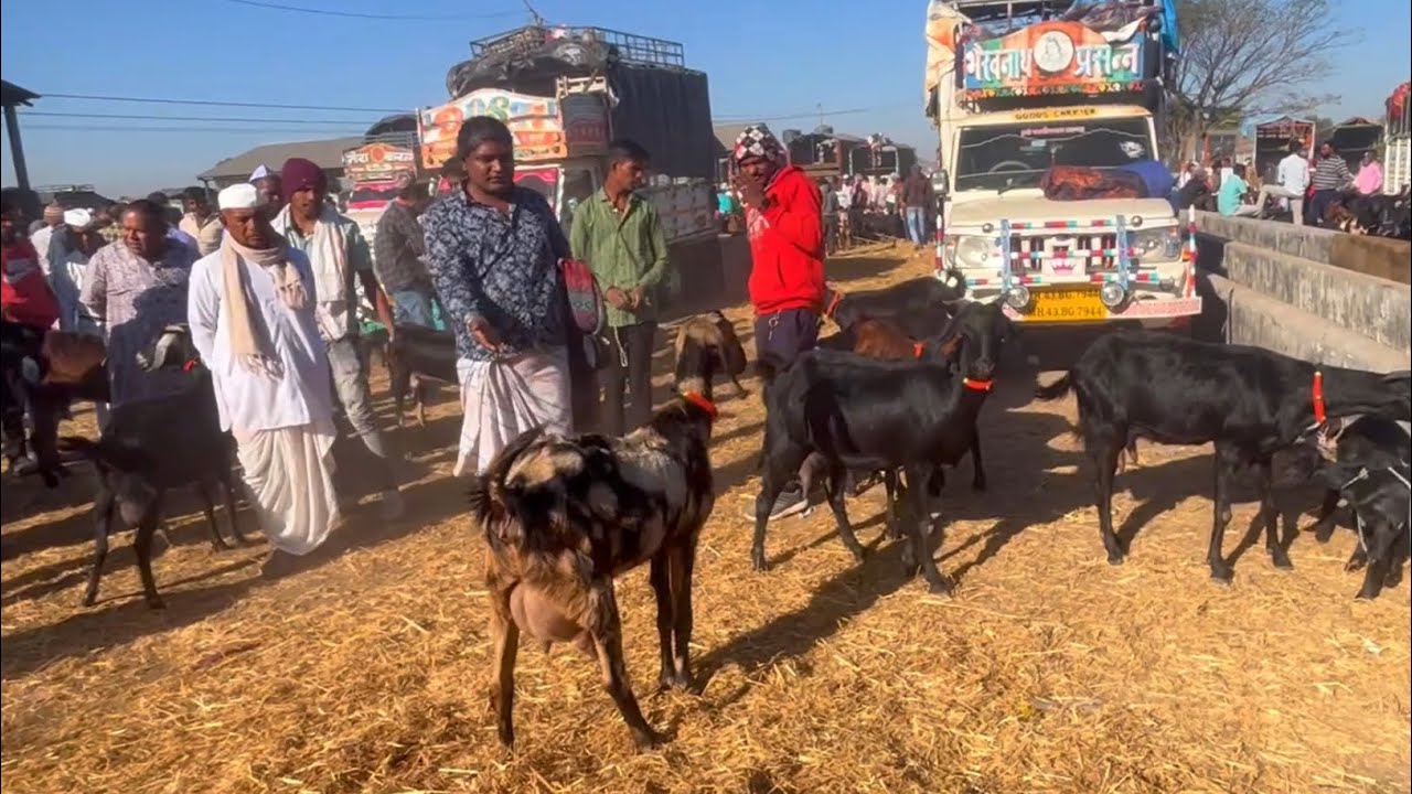 चाकण बकरी बाजार अपडेट | चाकण तालुका खेड जिल्हा पुणे  | 18/02/2023 वार शनिवार |