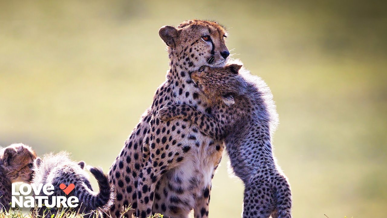 Curious Cub in Trouble! | New Kids In The Wild 103+104