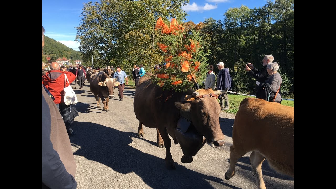 TRANSHUMANCE MUHLBACH SUR MUNSTER  2016 REALISATION BERNARD PASTUSIAK