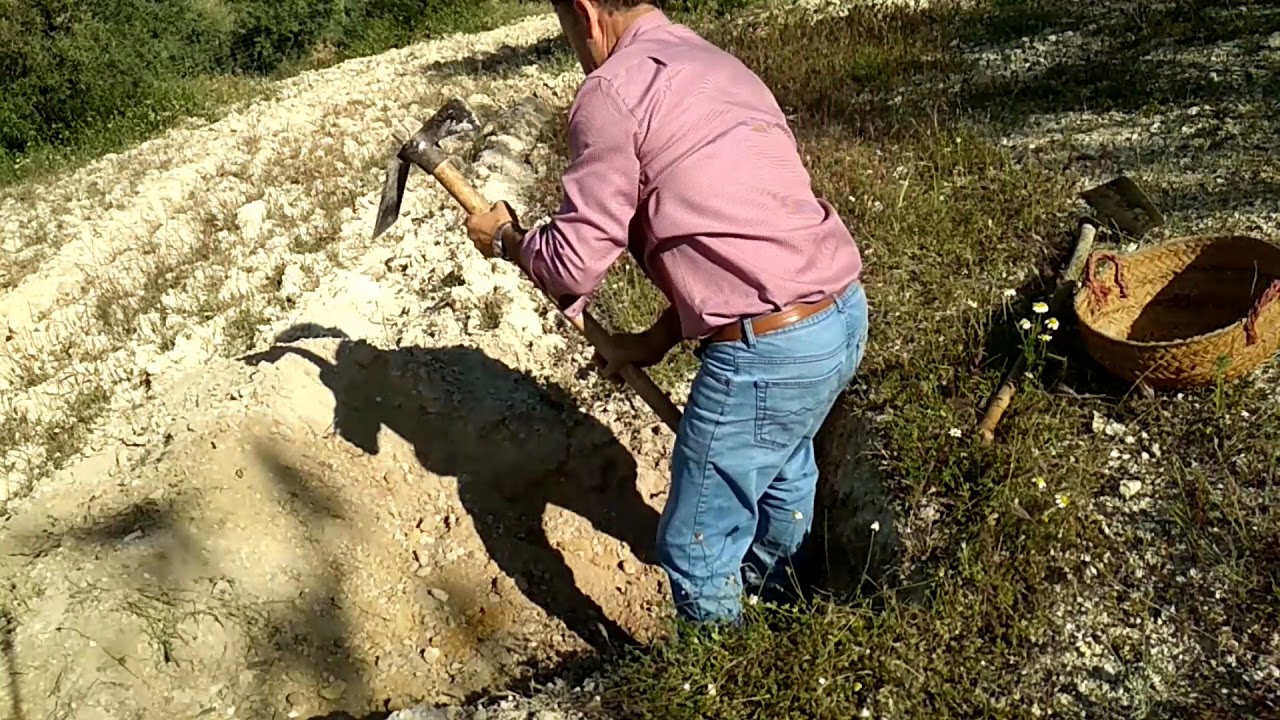 Sembrar olivo a la antigua usanza.